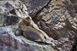 Islas Ballestas
