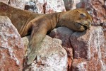 Islas Ballestas
