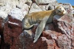 Islas Ballestas
