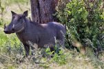 Pilanesberg National Park
