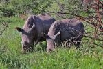 Pilanesberg National Park
