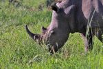 Pilanesberg National Park
