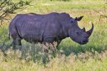 Pilanesberg National Park
