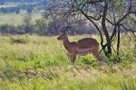 Pilanesberg National Park
