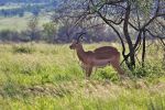 Pilanesberg National Park
