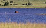 Pilanesberg National Park
