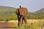 Pilanesberg National Park
