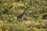 Pilanesberg National Park
