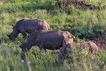 Pilanesberg National Park
