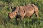 Pilanesberg National Park
