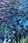 Akwarium w Sentosa
