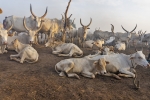 plemi Dinka w okolicach Dor - wieczr
