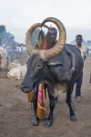 plemi Dinka w okolicach Dor - wieczr
