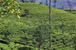 plantacje herbaty Ella

