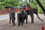 wycieczka słoniami
