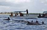 Zanzibar - pływanie z delfinami

