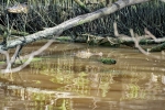 Caroni Bird Sanctuary
