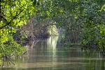 Caroni Bird Sanctuary
