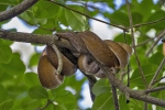 Caroni Bird Sanctuary
