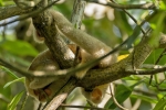 Caroni Bird Sanctuary
