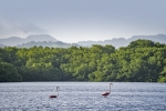 Caroni Bird Sanctuary
