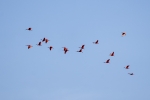 Caroni Bird Sanctuary
