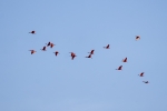 Caroni Bird Sanctuary
