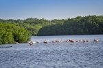 Caroni Bird Sanctuary
