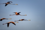 Caroni Bird Sanctuary
