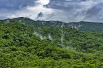 Tobago Main Rigde Forest
