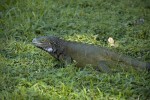 Los Llanos - Hato el Frio - Iguana
