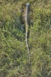 Los Llanos - Hato el Frio - Iguana
