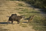 Los Llanos - Hato el Frio - kapibary
